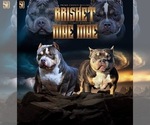 Image preview for Ad Listing. Nickname: Litter of 4