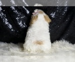 Small #6 Maltipoo