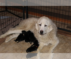 Mother of the Great Pyrenees-Newfoundland Mix puppies born on 10/18/2022