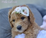 Small Photo #9 Goldendoodle-Poodle (Miniature) Mix Puppy For Sale in SARATOGA SPRINGS, UT, USA