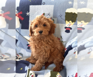 Goldendoodle (Miniature) Puppy for sale in MILWAUKEE, WI, USA