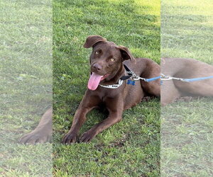 Labrador Retriever-Unknown Mix Dogs for adoption in San Diego, CA, USA