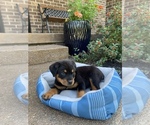 Small Photo #8 Rottweiler Puppy For Sale in NOBLESVILLE, IN, USA