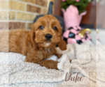 Small #1 Cavapoo