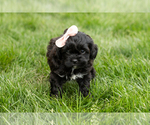 Small #2 Shih-Poo