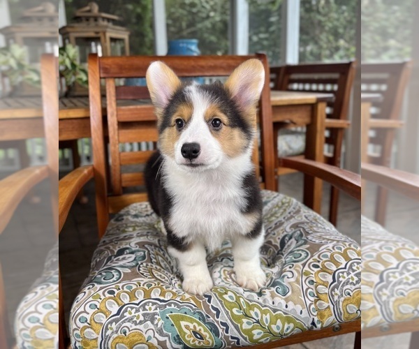 Medium Photo #6 Pembroke Welsh Corgi Puppy For Sale in NOBLESVILLE, IN, USA