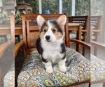 Brooks - Male Pembroke Welsh Corgi Puppy for Sale - Photo #6