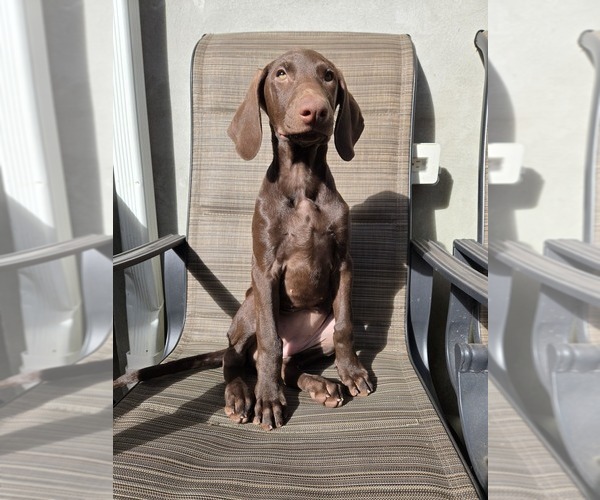 Medium Photo #3 Doberman Pinscher Puppy For Sale in NEWARK, NJ, USA
