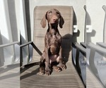 Puppy Phoebe Doberman Pinscher