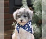 Small Photo #1 Poodle (Miniature) Puppy For Sale in EAST EARL, PA, USA