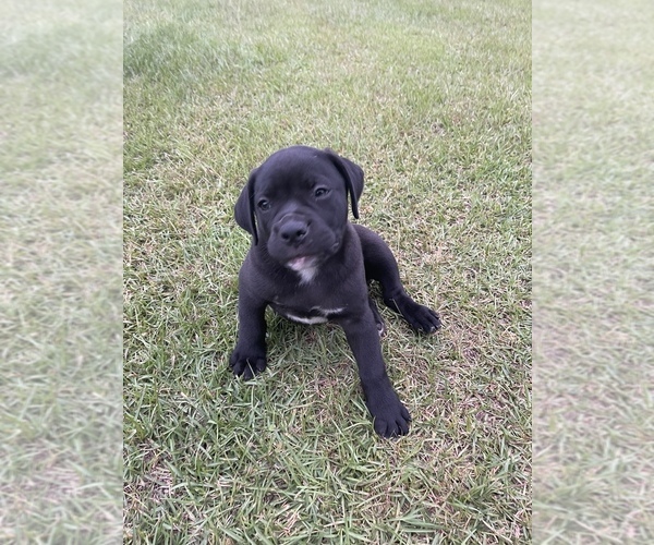Medium Photo #7 Alapaha Blue Blood Bulldog Puppy For Sale in ALBANY, GA, USA