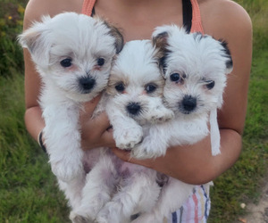 Mal-Shi Puppy for Sale in FARMINGTON, Minnesota USA
