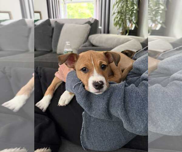 Medium Photo #5 Boxer-Unknown Mix Puppy For Sale in pomfret, CT, USA