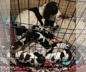 English Springer Spaniel Puppy for sale in SHELBYVILLE, IN, USA