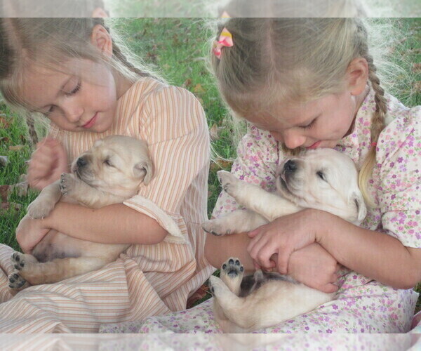 Medium Photo #3 English Cream Golden Retriever Puppy For Sale in COLUMBIANA, OH, USA