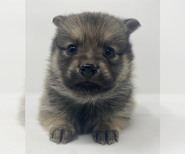 Medium Photo #9 Finnish Spitz-Pomeranian Mix Puppy For Sale in MONCLOVA, OH, USA