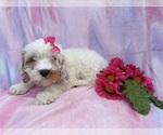 Small #4 Cavapoo (Miniature)