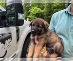 Puppy Puppy 2 German Shepherd Dog