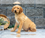 Puppy Lottie Labrador Retriever
