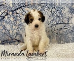 Puppy 1 Bernedoodle-Poodle (Standard) Mix