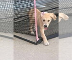Small #5 Great Dane-Labrador Retriever Mix