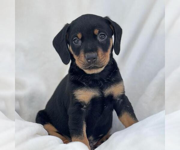 Medium Photo #1 Labrador Retriever-Unknown Mix Puppy For Sale in San Diego, CA, USA