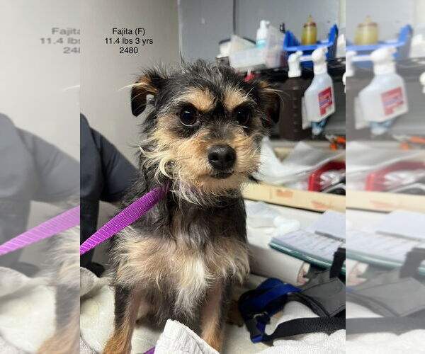 Medium Photo #1 Mutt Puppy For Sale in Studio City, CA, USA