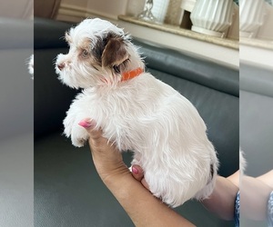 Yorkshire Terrier Puppy for Sale in ROCKLIN, California USA