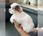 Small Yorkshire Terrier