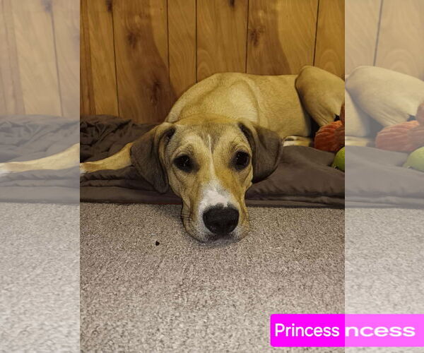 Medium Photo #1 Catahoula Leopard Dog-Labrador Retriever Mix Puppy For Sale in Farmerville, LA, USA