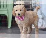 Small Photo #8 Goldendoodle Puppy For Sale in NEW BERN, NC, USA