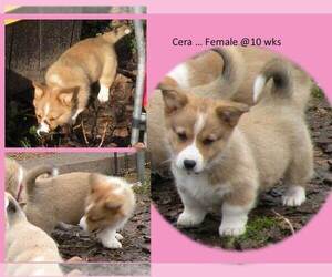 Pembroke Welsh Corgi Puppy for sale in GOLDENDALE, WA, USA