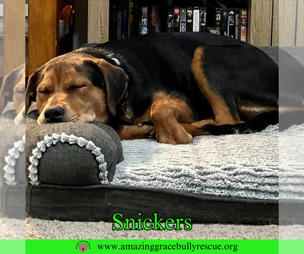 Medium Photo #2 Shepweiller Puppy For Sale in Pensacola, FL, USA