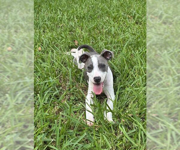 Medium Photo #2 Mutt Puppy For Sale in Houston, TX, USA