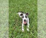 Small #1 Mutt