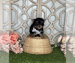 Morkie Puppy for sale in MORRIS CHAPEL, TN, USA