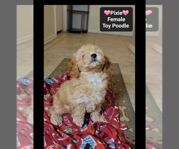 Medium Photo #2 Poodle (Toy) Puppy For Sale in TUCSON, AZ, USA