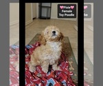 Small #1 Poodle (Toy)