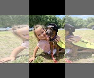 Labrador Retriever-Unknown Mix Dogs for adoption in NYC, NY, USA