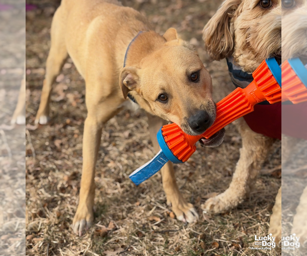 Medium Photo #10 Mutt Puppy For Sale in Washington, DC, USA