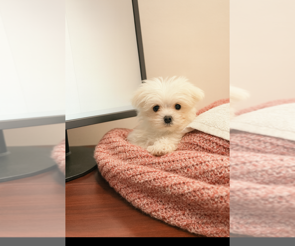 Medium Photo #1 Maltese Puppy For Sale in BLOOMINGTON, IN, USA