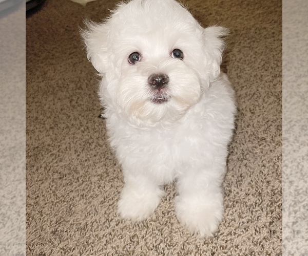 Medium Photo #20 Maltese Puppy For Sale in KANSAS CITY, MO, USA
