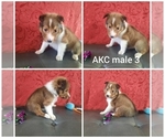 Small Photo #3 Shetland Sheepdog Puppy For Sale in FERNLEY, NV, USA