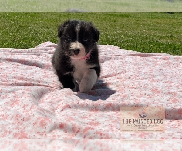 Medium Photo #4 Border Collie Puppy For Sale in AND, SC, USA
