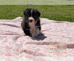 Small Photo #4 Border Collie Puppy For Sale in AND, SC, USA