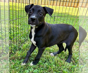 Giselle - Female Labrador Retriever Dog for Adoption - Photo #2