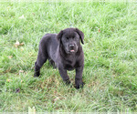 Small #5 Labrador Retriever