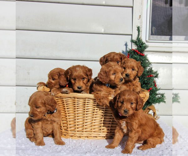 Medium Photo #2 Goldendoodle (Miniature) Puppy For Sale in CHRISTIANA, PA, USA