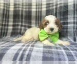 Small #8 Cavapoo