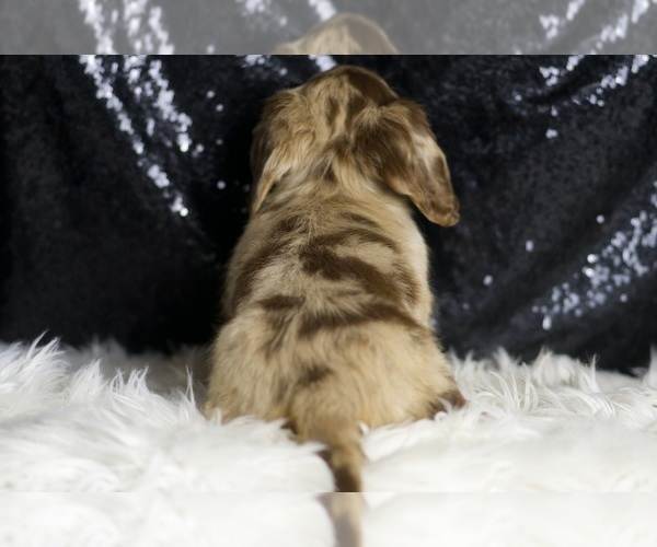 Medium Photo #6 Dachshund Puppy For Sale in WARSAW, IN, USA